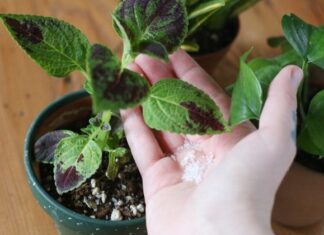 Tökéletes táplálék a növényeknek – Készíts házilag tápoldatot