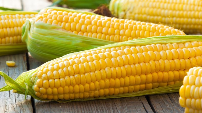 a kukorica káros a zsírvesztésre