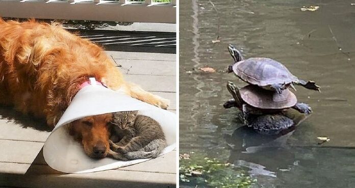 17 fotó, ami bizonyítja, hogy a támogatás a legértékesebb dolog az életben