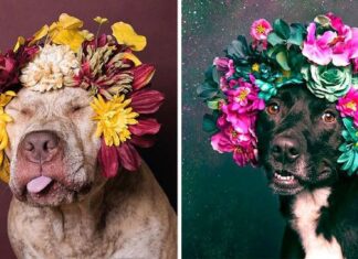 Egy New York-i fotós virágkoszorúval a fejükön fotóz pitbullokat, hogy megmentse ezeknek a “veszélyes” kutyáknak az életét