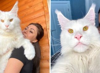 Ismerd meg Kefirt, a Maine Coon cicát, aki több mint 12 kiló és még nőni fog