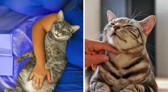 10 dolog, amit a kedvenceddel teszel és amivel stresszt okozhatsz neki